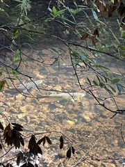 Oncorhynchus kisutch
