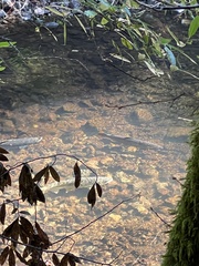 Oncorhynchus kisutch