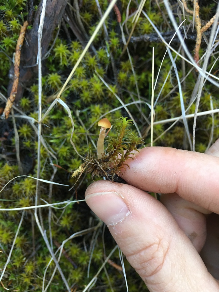 Galerina nigripes in November 2022 by Anne Polyakov. Moss mushroom ...