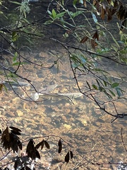 Oncorhynchus kisutch