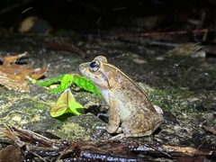 Limnonectes conspicillatus