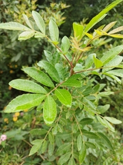 Schinus terebinthifolia