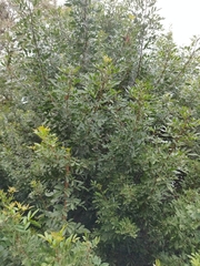 Schinus terebinthifolia