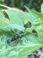 Synanthedon tipuliformis