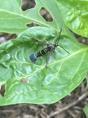 Synanthedon tipuliformis