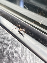 Mecynopus cothurnatus