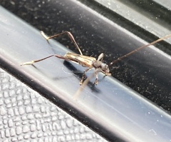 Mecynopus cothurnatus