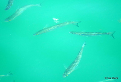 Aldrichetta forsteri