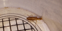 Oedemeridae