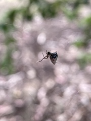 Argyrodes antipodianus