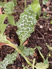 Silybum marianum