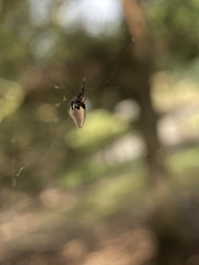 Argyrodes antipodianus