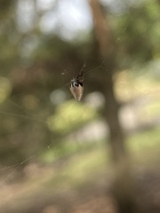 Argyrodes antipodianus