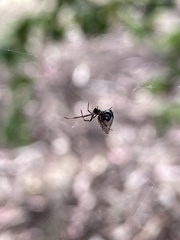 Argyrodes antipodianus