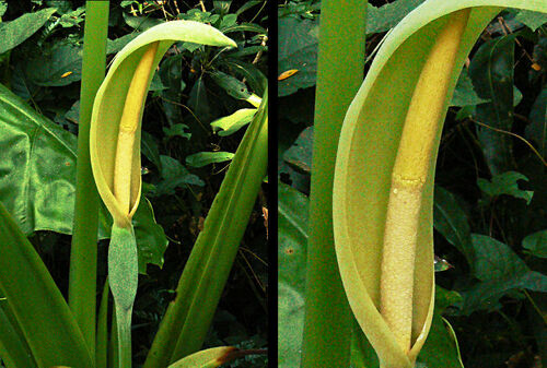 Alocasia odora