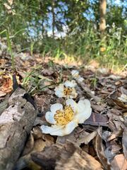 Theaceae