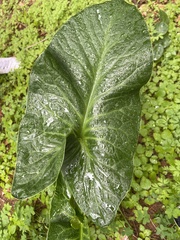 Arum