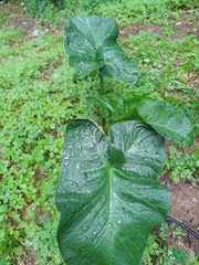 Arum palaestinum