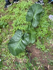 Arum