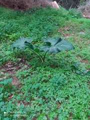 Arum palaestinum