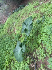 Arum palaestinum
