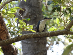 Todiramphus sordidus