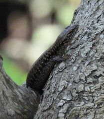 Concinnia tenuis