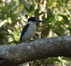 Todiramphus sordidus