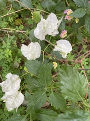 Bougainvillea glabra