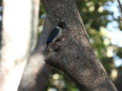 Todiramphus sordidus