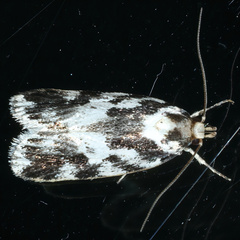 Barea confusella