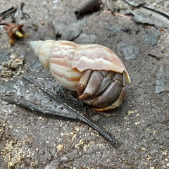 Coenobita