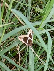 Chalciope mygdon
