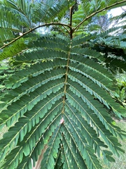 Peltophorum