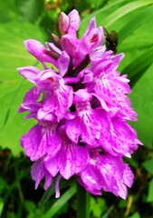 Dactylorhiza maculata