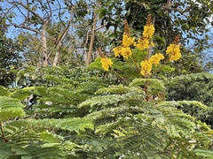 Peltophorum