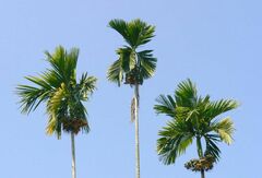 Areca catechu
