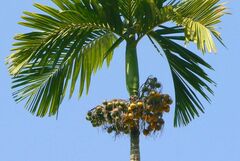 Areca catechu