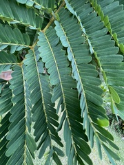 Peltophorum