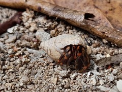 Coenobita