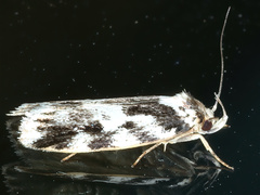 Barea confusella