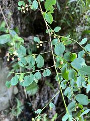 Phyllanthus reticulatus