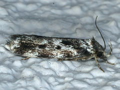 Barea confusella
