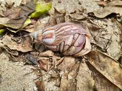 Coenobita