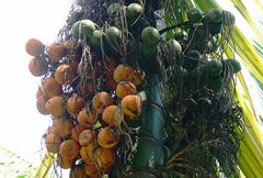 Areca catechu