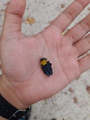 Xylocopa aestuans