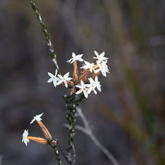 Lysinema ciliatum