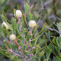 Isopogon trilobus