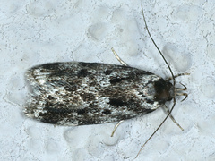 Barea confusella