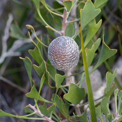 Isopogon trilobus